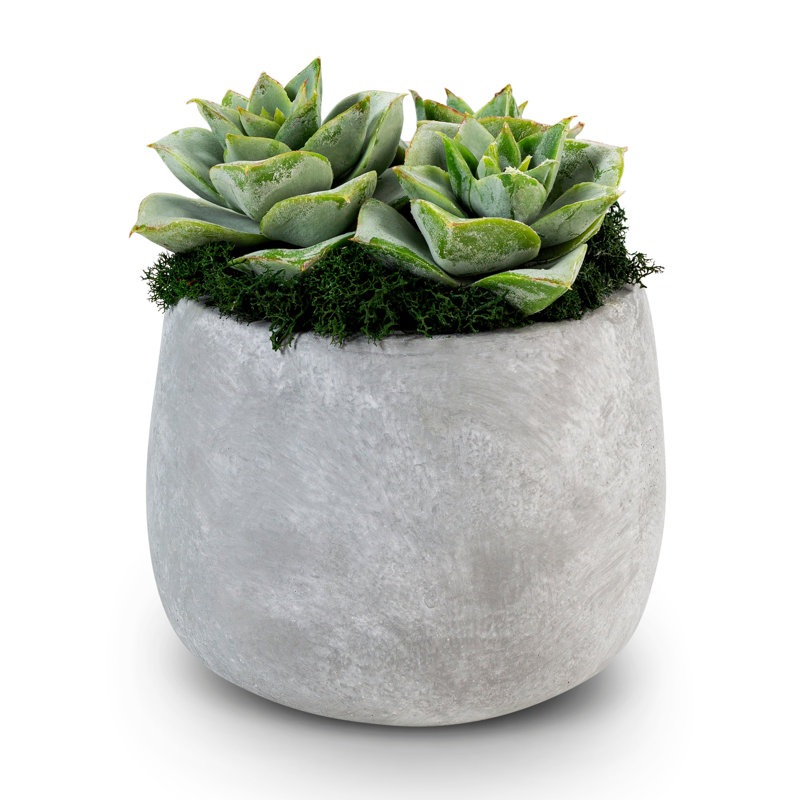 Sandy Ceramic Succulent Arrangement
