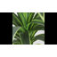Arbre de 47 po Dracaena artificiel avec pot pour l'intérieur et l'extérieur-1488735916