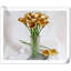 Arrangement Lillies-623490145-623490070