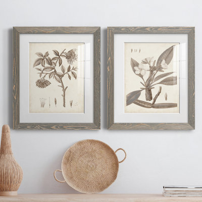 Antique sépia botanicals I - ensemble de 2 reproductions d'art sur papier encadré