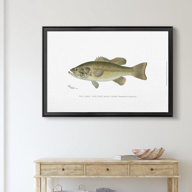 Large Bass Mouthed Black Bass - reproduction d'art sur toile encadrée, H 22,5 po x l 30,5 po x P 1,5 po, Noir