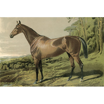 Cassells Horse IV - Painting Print