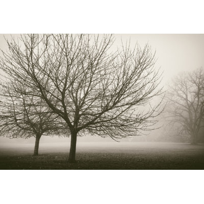 Trees in Fog VIII by Jody Stuart - Photograph Print