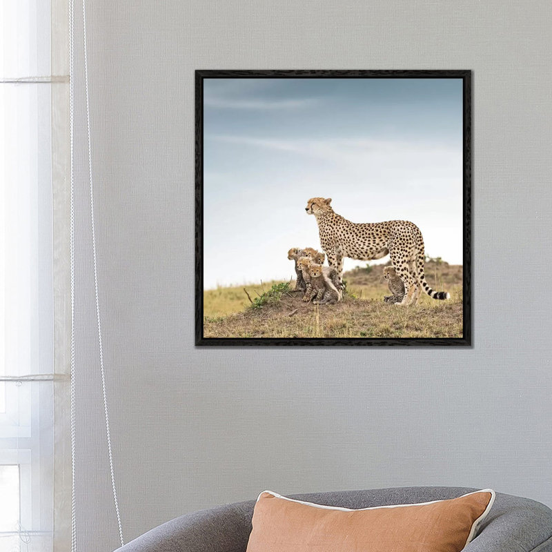 Colour Cheetah & Cubs by Klaus Tiedge - Print on Canvas, 66.04 cm H x 66.04 cm W, Black Framed Canvas