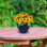 Jardinière extérieure ronde en céramique 9,5 po x 9,5 po x 8 po Chalet - bleu impérial