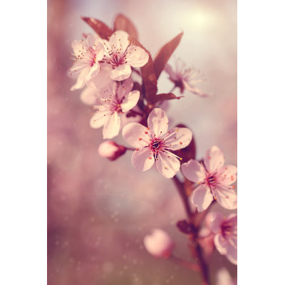 Nelsonia Dreamy Cherry Tree Flower - Wrapped Canvas Print