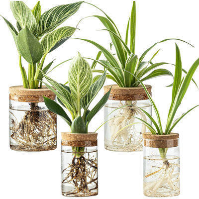 Glass Plant Propagation Stations for Plants – Set of 4(2 Large & 2 Small) Hydroponic Vases for Plant Cuttings