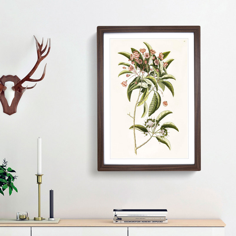 Mountain Laurel Flowers by Mark Catesby - Picture Frame Painting Print, 36cm H x 27cm W x 2cm D, Walnut Framed
