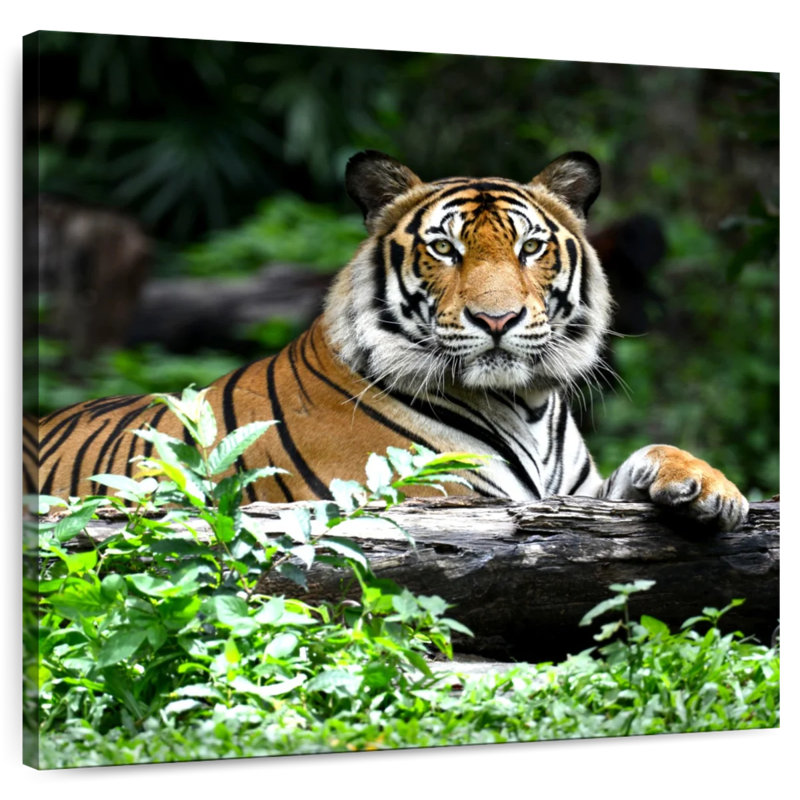 Brampt Resting Bengal Tiger