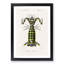 Giant Mantis Shrimp by Charles D'Orbigny - Picture Frame Painting Print-55608081-55608078