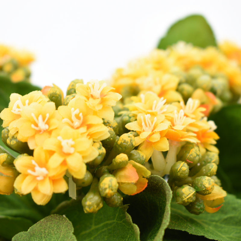 Kalanchoe Arrangement in Fiberstone Pot, Yellow