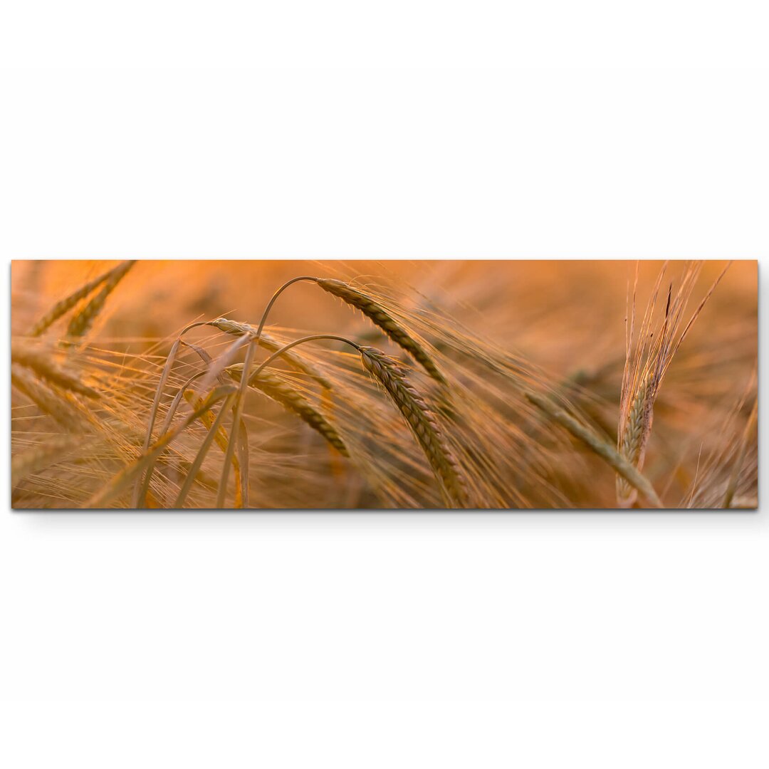 Leinwandbild Goldene Ähren im Sonnenlicht