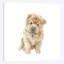 Chow chow-31493597-73278435-73279929