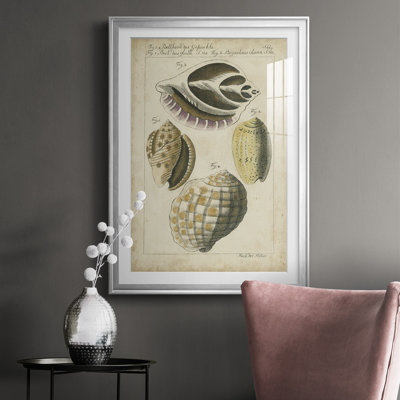 " Vintage Shell Study I "