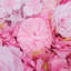 Panneau mural Silk Rose-154285232