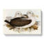Two Albatross Birds by Elizabeth Gould - Wrapped Canvas-55361410