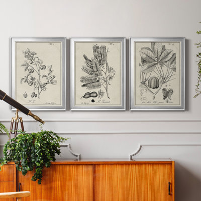 «Antique Black and White Botanical IV», ensemble de 3 peintures sur toile encadrées