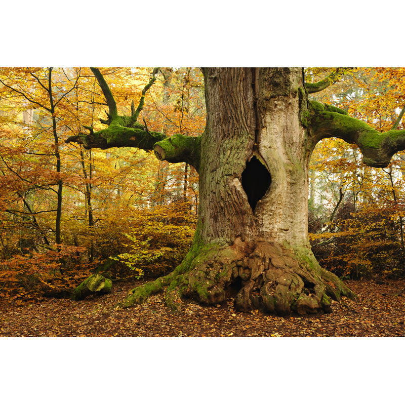 Oak Tree by Avtg, 24" H x 36" W
