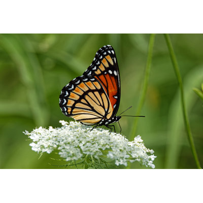 Castalia Viceroy on Queen Anne's Lace 1 Piece Wrapped Canvas Wall Art