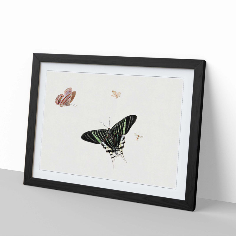 A Wasp and Three Butterflies by Herman Henstenburgh - Framed Print, 24cm H x 33cm W x 2cm D, Black Framed