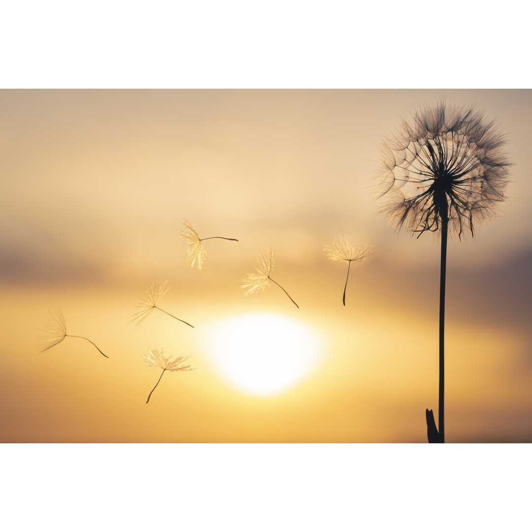 Silhouettes Of Flying Dandelion Seeds von Photosaint - Leinwanddrucke