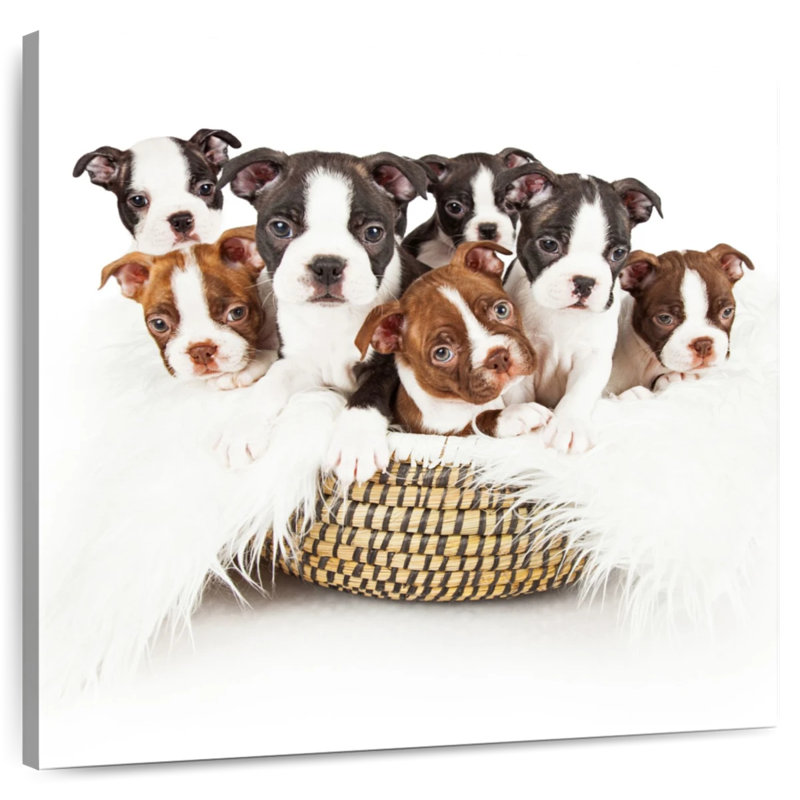 Brampt Boston Terrier Puppy Basket, 33" H x 33" W