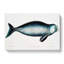 Indian Dugong by John Edward Gray - Wrapped Canvas Painting-55362123