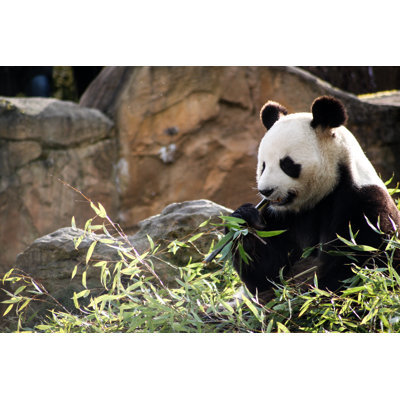 Panda From China by Ocni Design - Wrapped Canvas Print