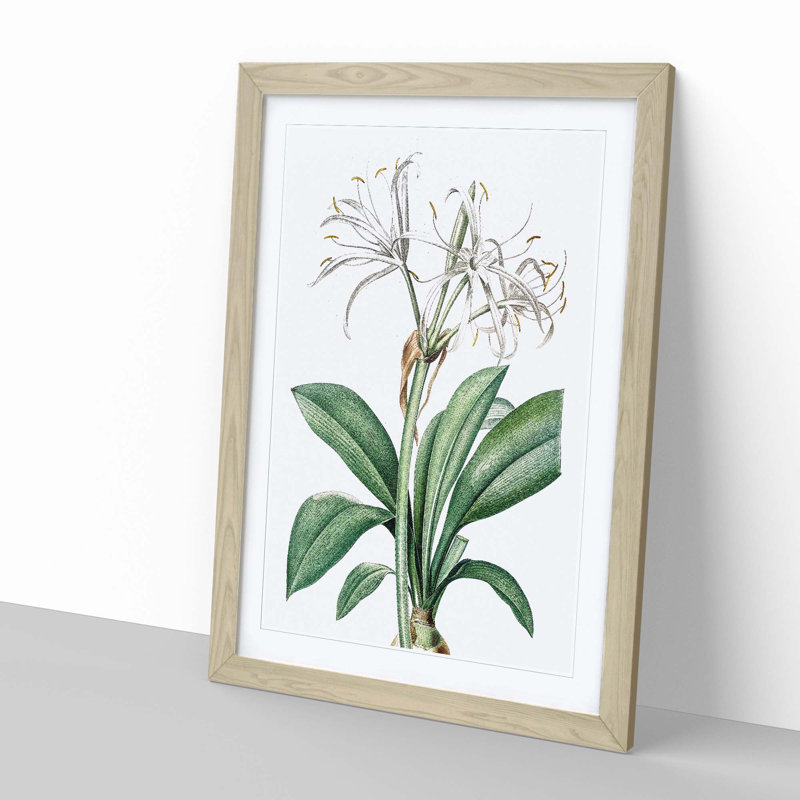 Spider Lily Flowers by Pierre-Joseph Redoute - Picture Frame Painting Print, Oak Framed, 48cm H x 36cm W x 2cm D