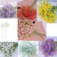 Arrangement floral Baby's Breath-1070477550-1070477539