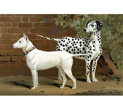 Bull terrier et dalmation de vero shaw-impression d’art graphique
