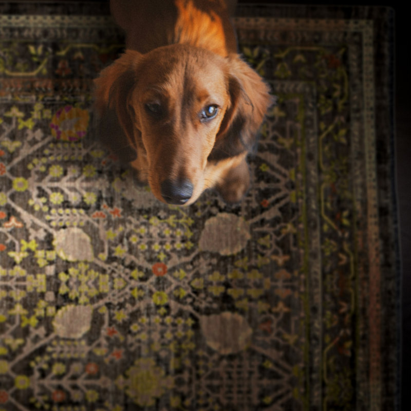 Laurel Malaya Machine Woven Polyester No Pattern Area Rug in Black, Runner 2'2" x 10'