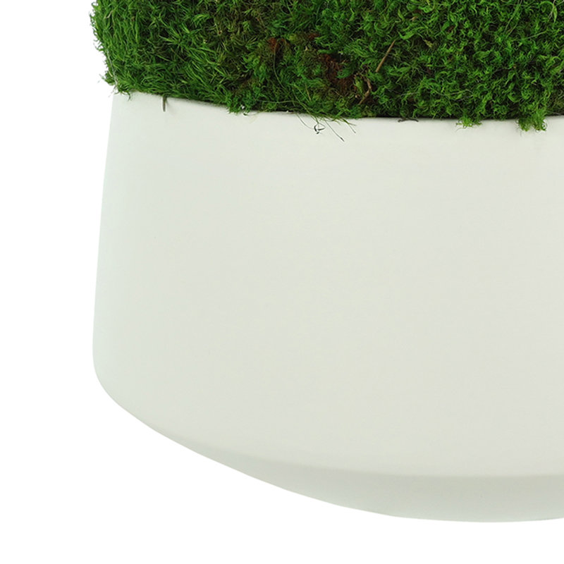 Mood Moss Arranged in Ceramic Pot
