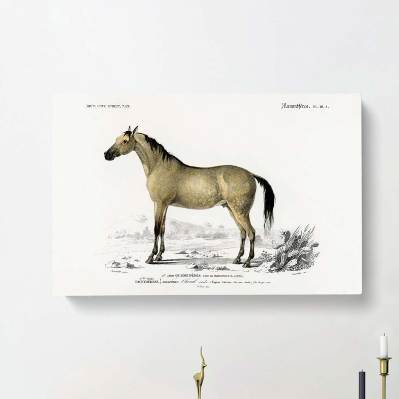Horse Illustration PL. 10A by Charles D' Orbigny - Wrapped Canvas, 40cm H x 60cm W x 3cm D