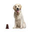 Figurine Candido