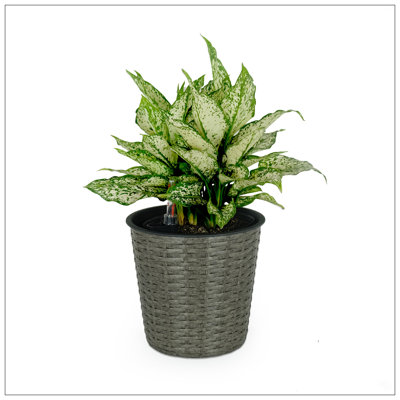 Jardinière Shaian