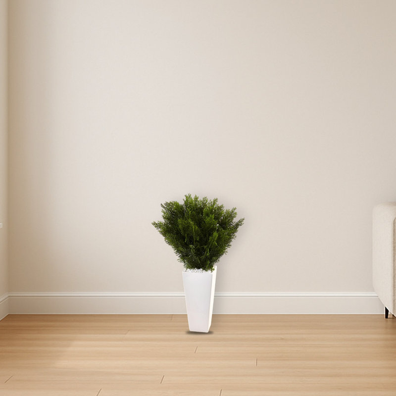 Cedar in White Tower Planter
