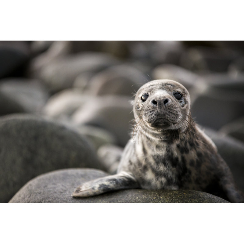 Grey Seal Pup by Matthew Hale - Wrapped Canvas Print, 20cm H x 30cm W