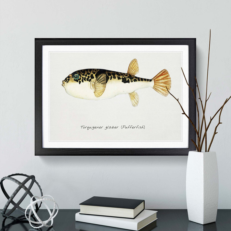 Illustration of a Pufferfish by F.E. Clarke - Picture Frame Graphic Art Print, 48cm H x 65cm W x 2cm D, Black Framed