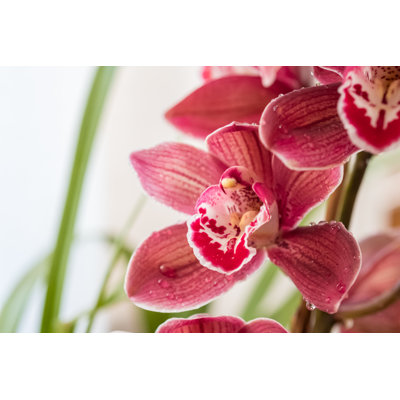 " Red Cattleya Orchid "