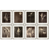 Sepia Flowers 10 Print by Bespoke By Baker