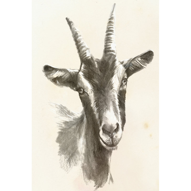 Sketched Farm Portraits II by Jennifer Paxton Parker - Painting, 46cm H x 30cm W, Wrapped Canvas