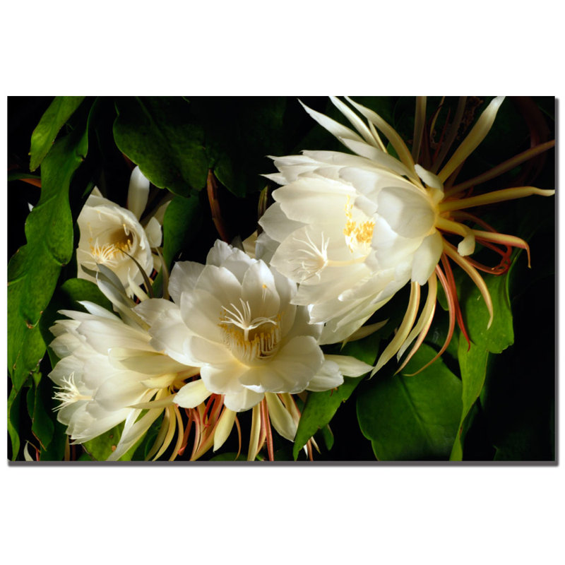 « night fleuriing cereus » par kurt shaffer, reproduction de photo sur toile
