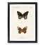 Limenitis Arthemis Butterfly by S.F. Denton - Picture Frame Painting Print-55582631-55582636