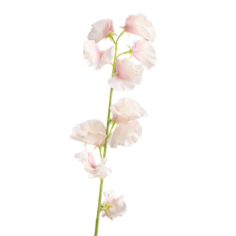 Sweet Pea, Pale Pink