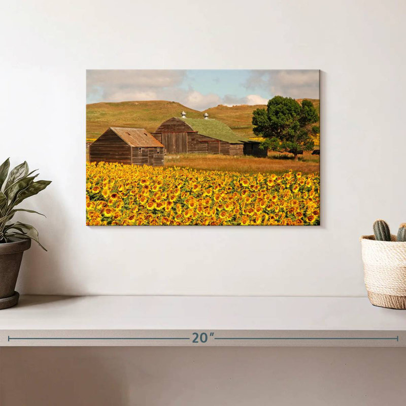 Champ de tournesols Alvord, H 8 po x l 12 po