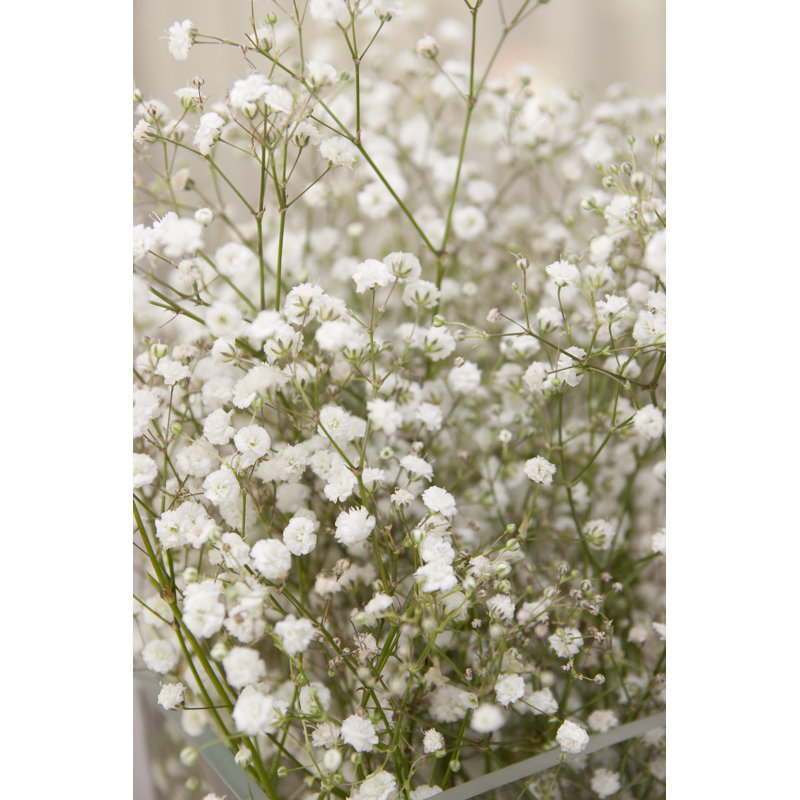 Baby's Breath - Wrapped Canvas Print, 46cm H x 30cm W