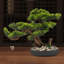 Bonsai artificiel de bureau