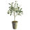 Conservatory Faux Olive Tree Tree in Ceramic Pot
