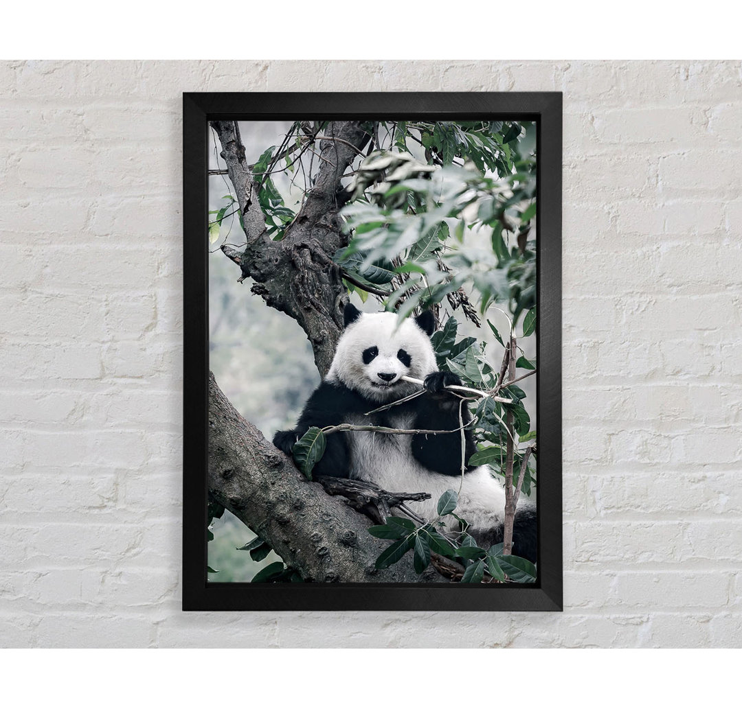 Panda Tree Lover Gerahmter Druck